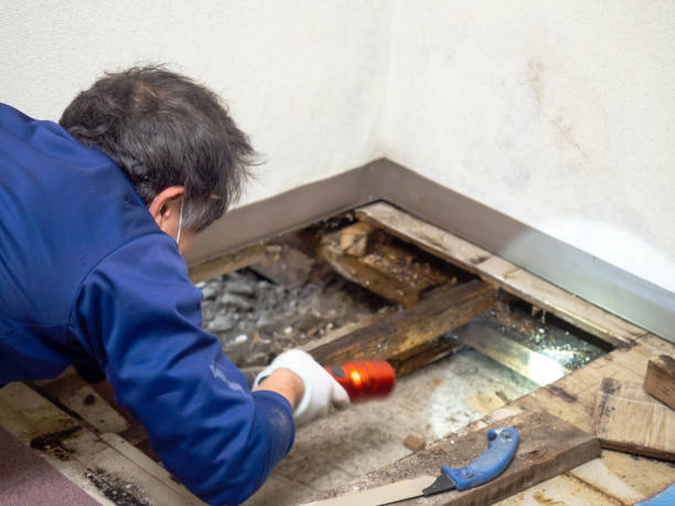 Best Mold Remediation for Schools in Stinnett, TX