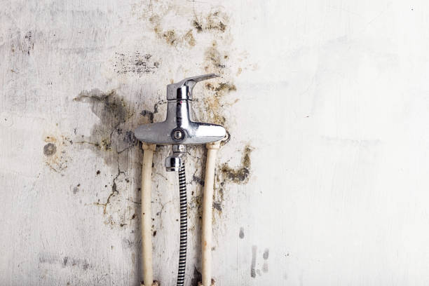 Best Preventive Mold Services in Stinnett, TX