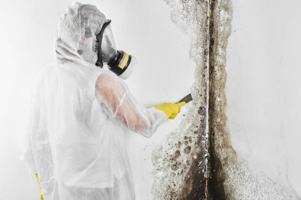 Best Kitchen Mold Remediation in Stinnett, TX