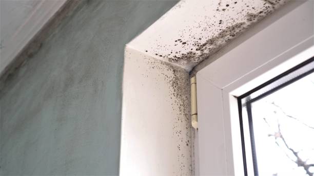 Best Black Mold Remediation in Stinnett, TX