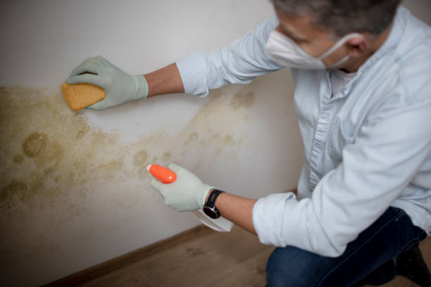 Best Localized Mold Remediation (e.g., coastal areas, humid climates) in Stinnett, TX