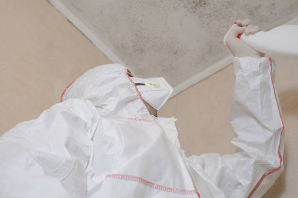 Best Attic Mold Remediation in Stinnett, TX