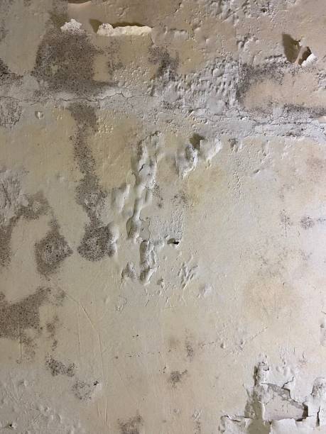 Best Industrial Mold Remediation in Stinnett, TX