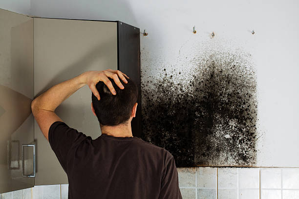 Best Attic Mold Remediation in Stinnett, TX