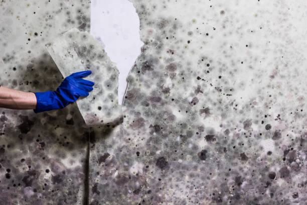 Best White Mold Remediation in Stinnett, TX