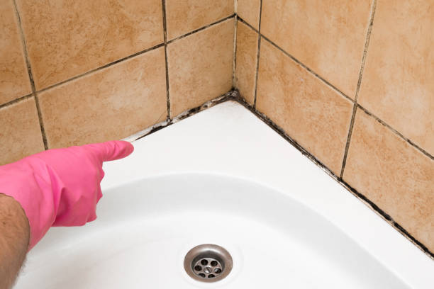 Best HVAC Mold Remediation in Stinnett, TX